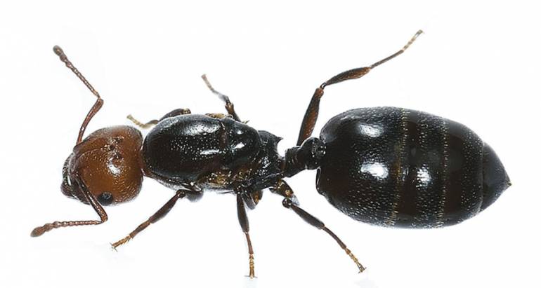Fourmis