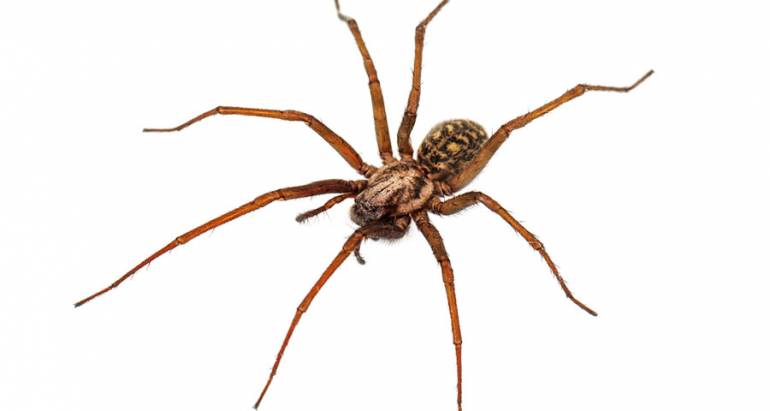 Araignées