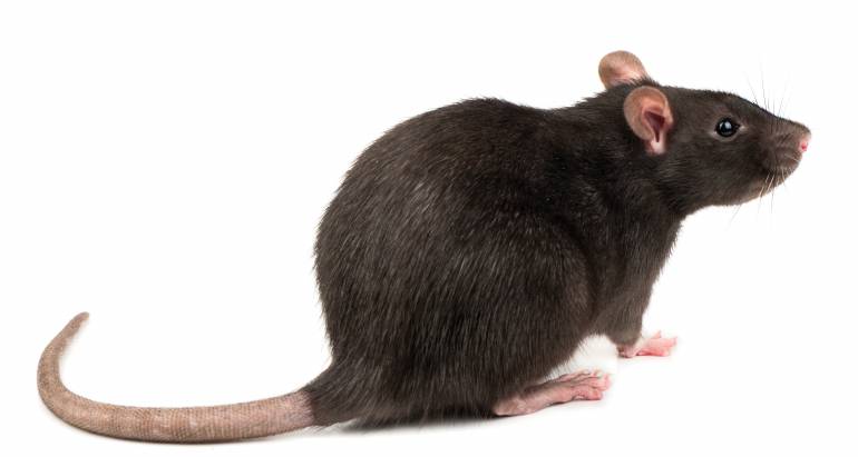 Les Rats