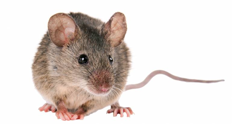 Souris